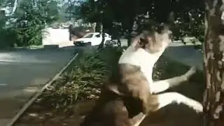 Собака-ниндзя