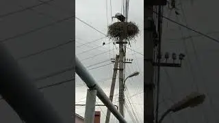 Как ворона ворует