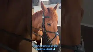 Winter conditioning 💪 #lovepete #horses #shorts #lifeafterracing #horse #equestrian