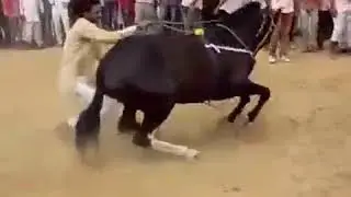 Танцующая лошадь