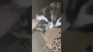 Комбо!