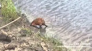 Ерш и другие приключения Шурика на рыбалке