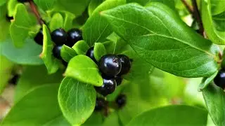 Lonicera japonica - berries
