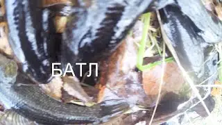 Батл ротан или гольян, кто быстрее?