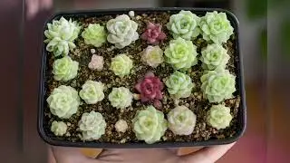 My succulents (7-8 months) grown from seeds