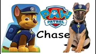 PAW Patrol in real life! All Characters | JD Cars Toys