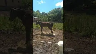 Horse Pee's Every time You Feed Her 