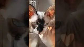 О боже 