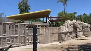 me at the zoo spot 6/21/23