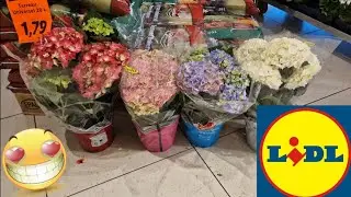 ARRIVAGE LIDL 29 MAI 2023