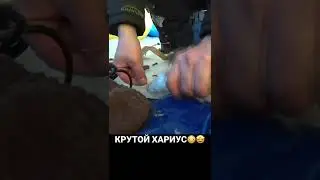 КРУТОЙ ХАРИУС 😱🤩 #рыбалка #река #поклевка #тайга #зима #подсечка #зимняяудочка #хариус #трофей