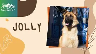 Jolly (VARATTU)