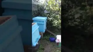 откачка меда в изоляторах