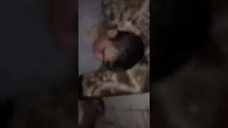 Накормили лещём
