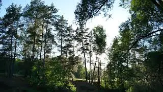 Футаж освещенные солнцем сосны