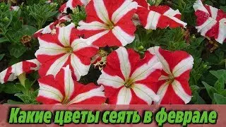 Что посеять в феврале Самые популярные цветочные культуры которые сеют на рассаду в феврале