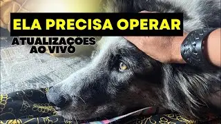 COMO ESTÁ A SAÚDE DA NOSSA CACHORRA ATUALIZAÇÕES