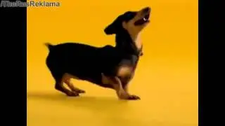 Диктор Елена Кищик. Реклама Педигри Такса