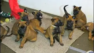 On sale puppies Malinua. Belgian shepherd. Odessa.