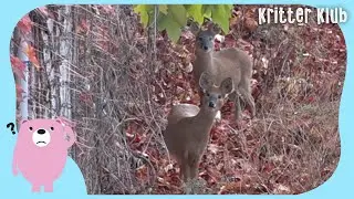 Reason Why Water Deers Moved To An Apartment 🦌 (Part 2) l Kritter Klub