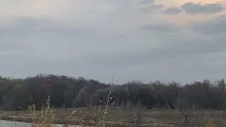 Sandhill cranes