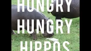 Hippos in Kenya | Keeping up with Kim