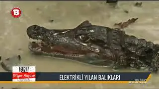 Elektrikli Yılan Balığı l Eşsiz Güzelliği