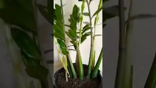 Zamioculca #plantas #mudas #ideias #riodejaneiro #erickaionnyplantas