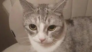 Лапы мочим где хотим