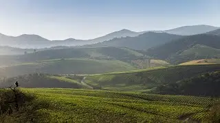 Wines of Chile with Amelia Singer -  Viña Errazuriz, Viña Seña and Viñedo Chadwick