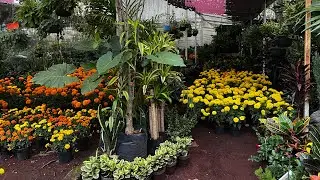 Recorrido por un vivero. EP 1