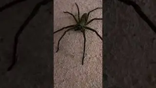 Biggest Giant Spider dangerous😱 #dtangumvlog #viral #northeastindia #spiderman #biggest #ytshorts