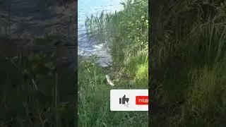 Спиннинг, воблеры летом