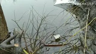 Установка капкана на бобра #Бобер #Капкани. #Охота