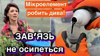 Обробляю для завʼязі. Врожайність зросте в декілька разів!