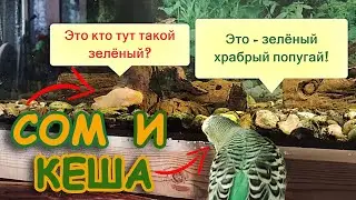 Mister Kesha the budgie/parakeet and the Catfish! 😄English subtitles!