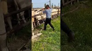 Обработка от клеща керхером
