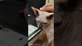 Сфинкс всегда рядом с хозяином ,самые преданные кошки 
