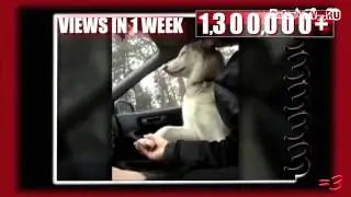 RWJ по версии Кураж Бамбей   Веселый танец пениса