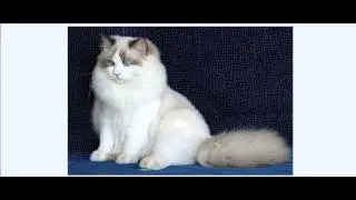 В этом видео вы увидите 10 самых красивых котов и кошек в мире.