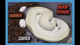 Pollen x T- Albino Ivory Blood Python Clutch!