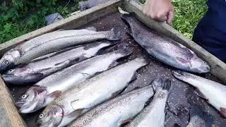 Хороший улов.