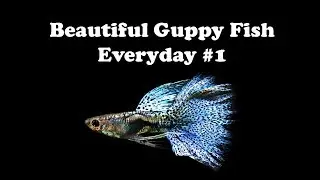 Guppy Channel - Beautiful Guppy Fish Everyday #1