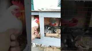 KATE JAGAIN ANAKAN KAMPUNG