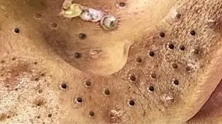تلميع وتنظيف الجلد الطبيعي المدور 1413590