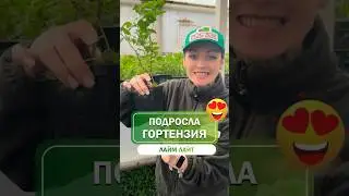 Саженцы гортензии Лайм Лайт 😍 