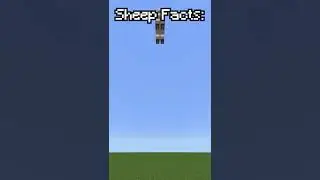 Minecraft Sheep Facts!