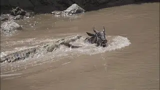 Crocodiles Attack Wildebeest during Migration. هجوم التماسيح اثناء الهجرة العظمى في محميه ماساي مارا