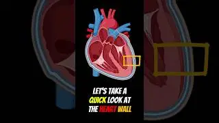 The Heart Wall #shorts