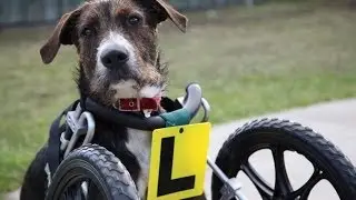 Who Will Adopt Chester?
